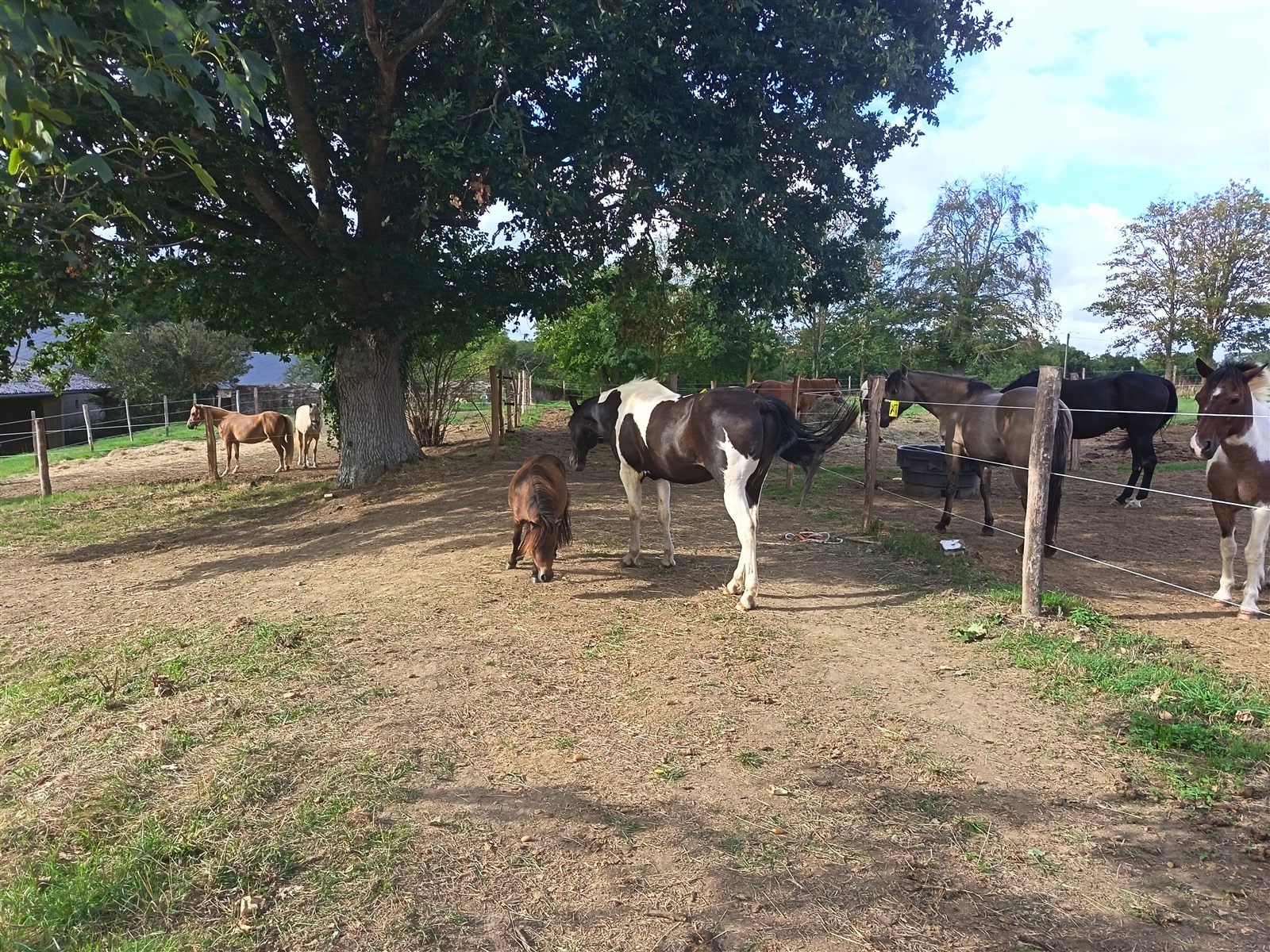 Chevaux et poneys à l'ombre d'un grand chêne