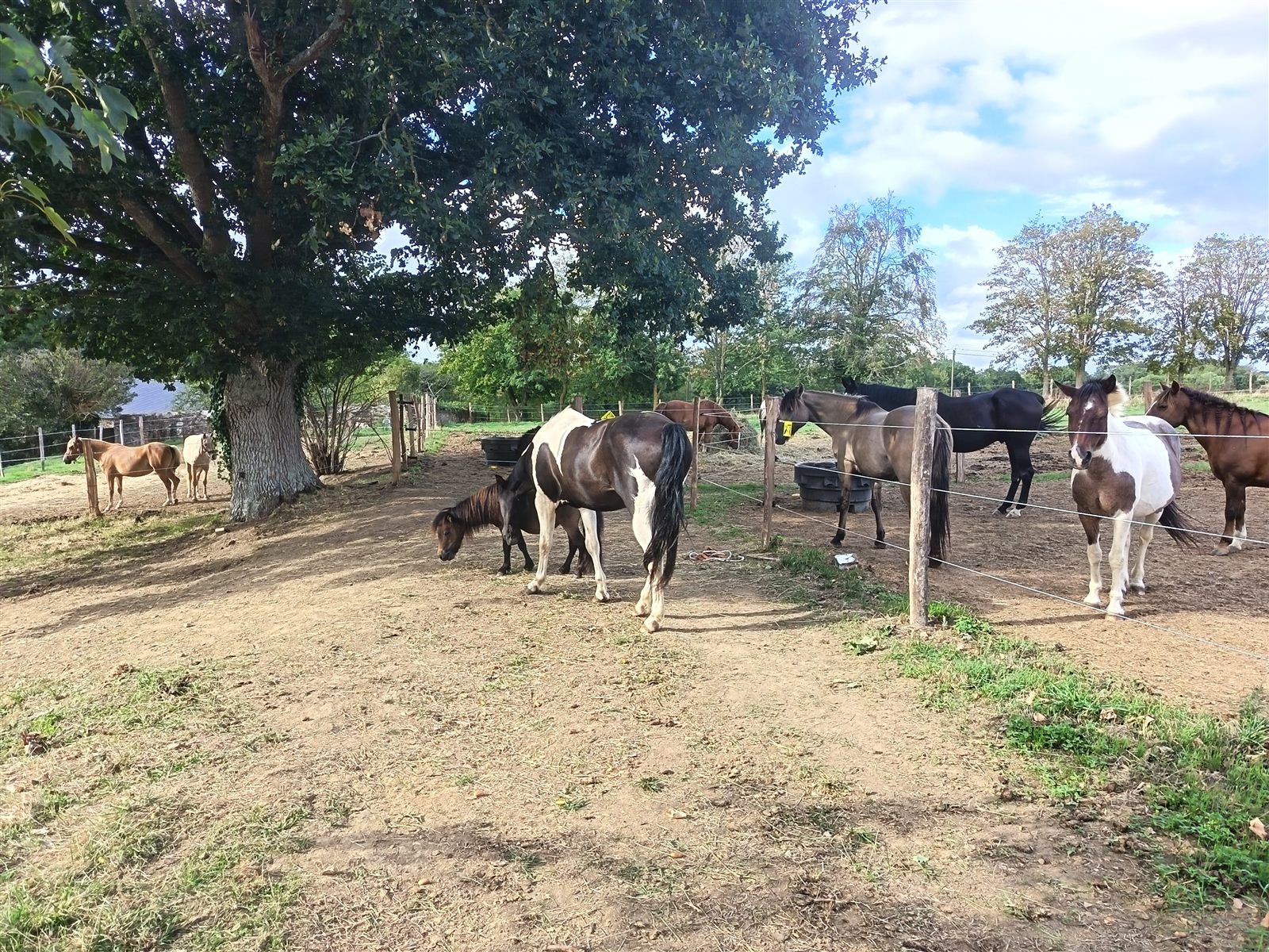 Chevaux et poneys réunis sous un grand chêne, au pré du Haras de la Baronnie à La Caine (Calvados)