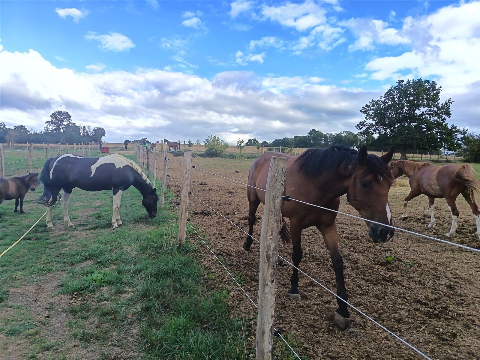 Chevaux au paddock près de l'abreuvoir