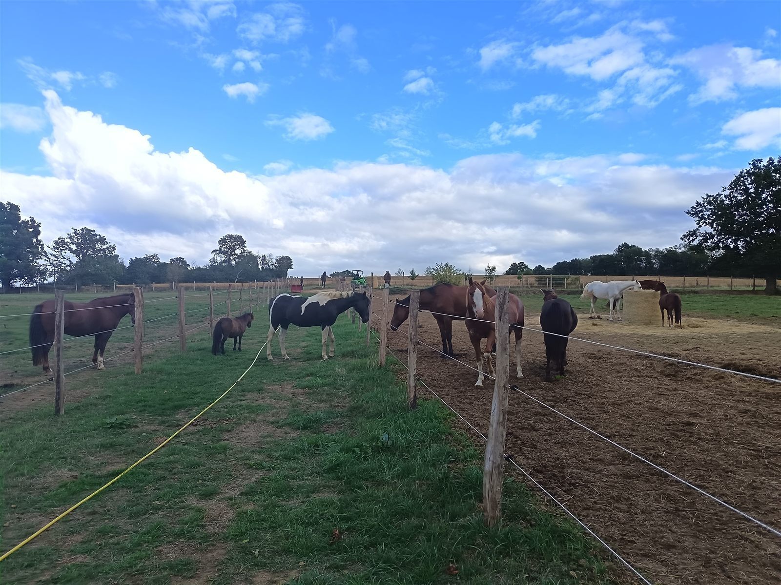 Troupeau de chevaux et poneys au pré sous un grand ciel