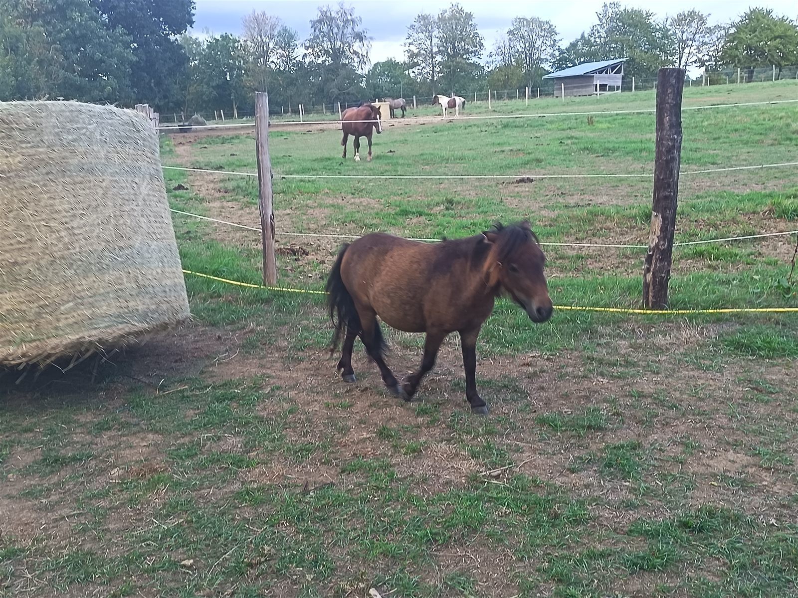 Un poney près de la balle de foin, au pré