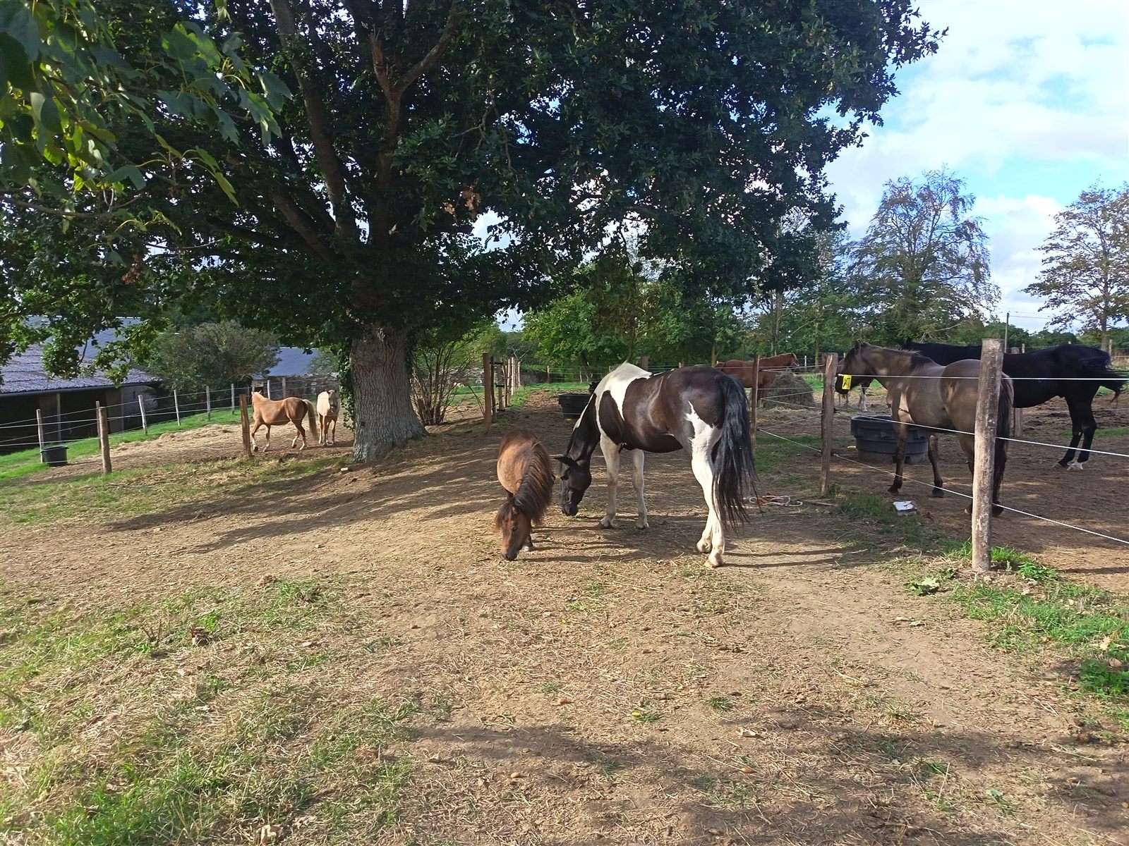 Chevaux à l'ombre d'un grand chêne