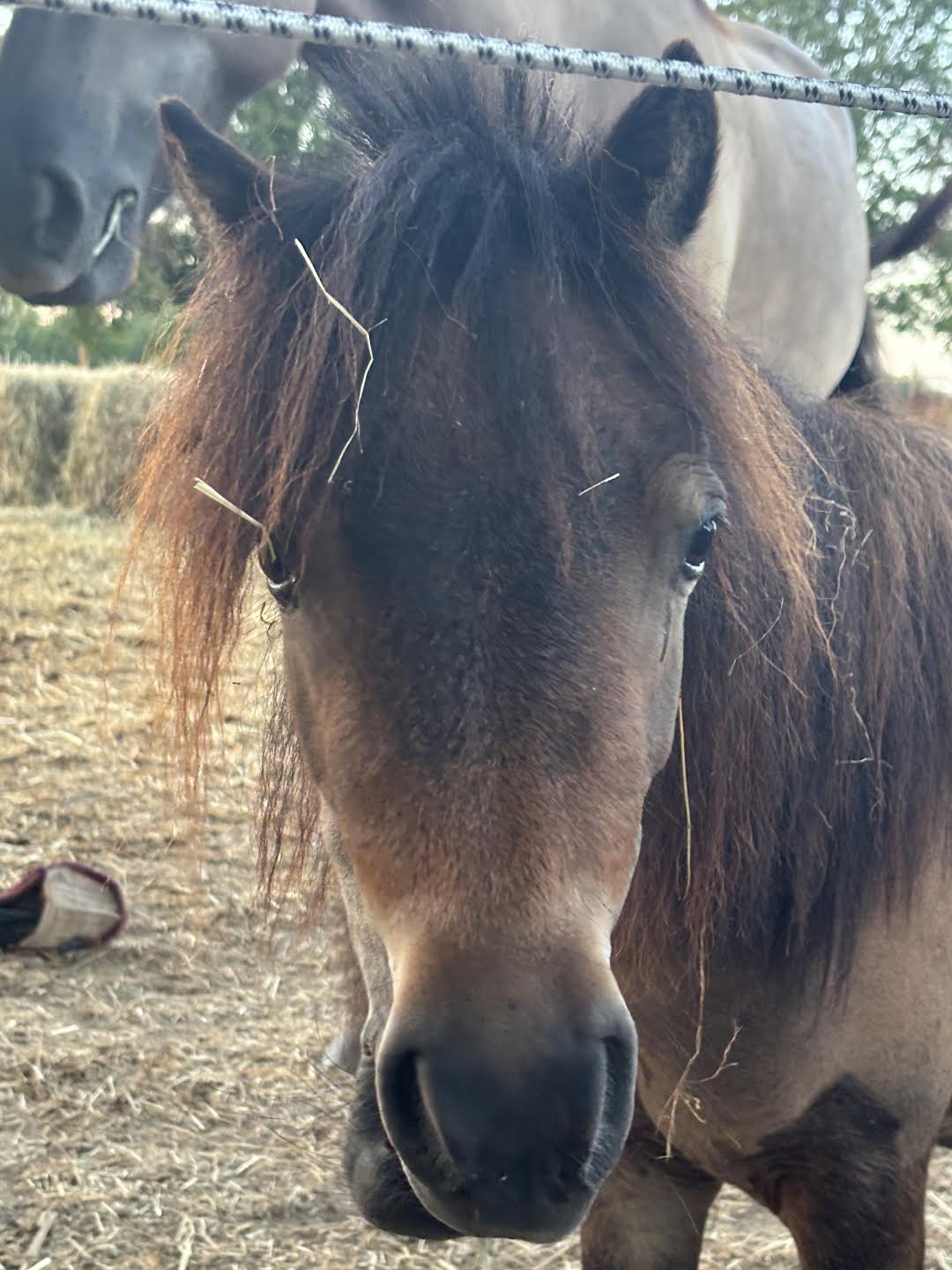 Portrait rapproché d'un poney du haras