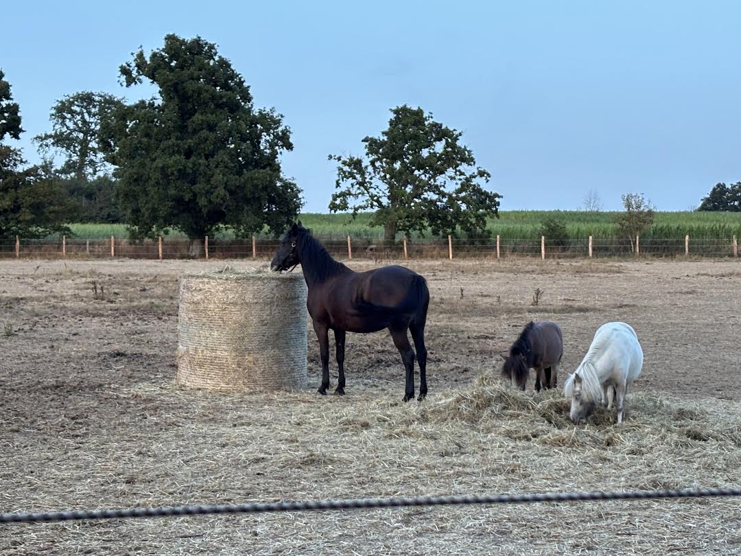 Cheval et poneys au pré du haras, près d'une balle de foin